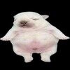 fawnpawn